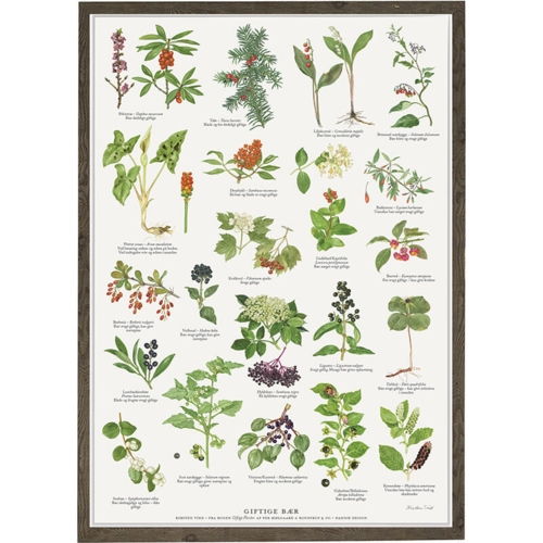 naturens giftige bær, giftige bær fra naturen