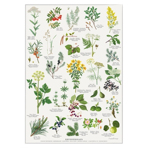 TRYK A4 - Kryddersnaps