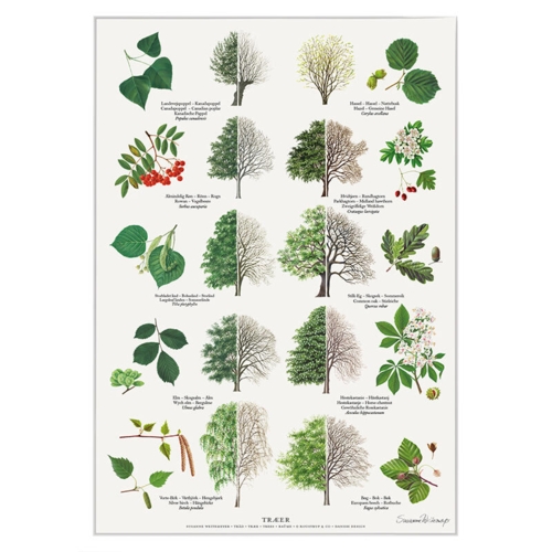 TRYK A4 - Træer