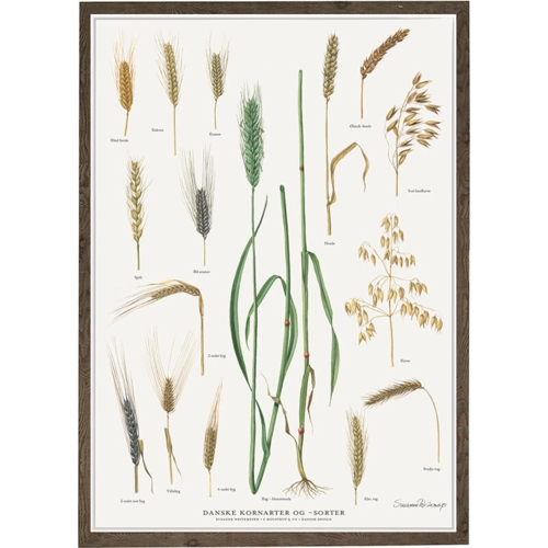 DANSKE KORNARTER OG SORTER - Plakat A2