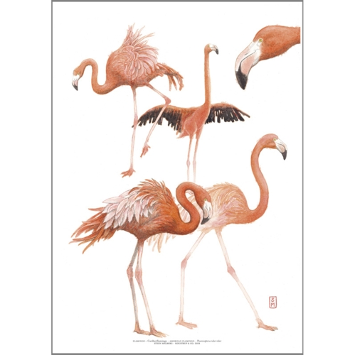 TRYK A4 - ZOO Flamingo