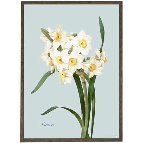 Narcissus