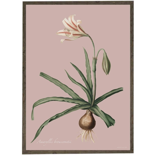 Amaryllis Broussonnetii rosa - KUNSTPRINT - VÆLG STØRRELSE