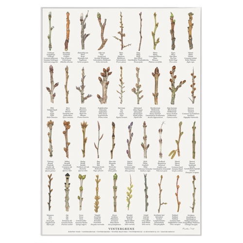 TRYK A4 - Vintergrene