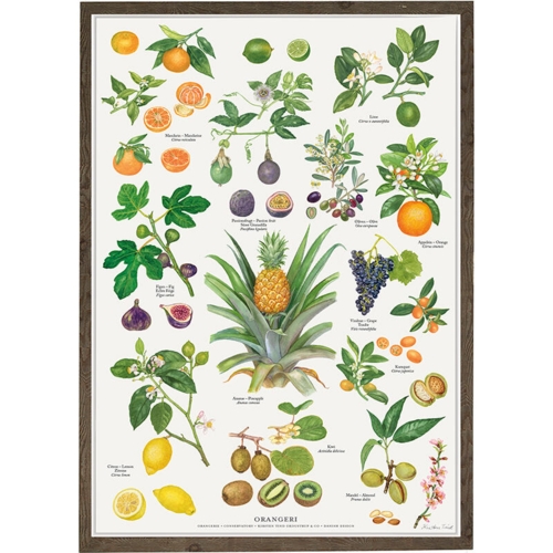 plakat med orangeri planter