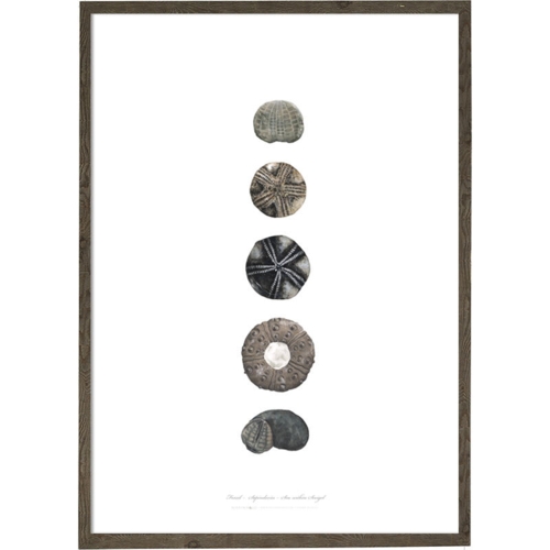 Søpindsvin - KUNSTPRINT - VÆLG STØRRELSE