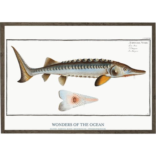 Acipenser Sturio - KUNSTPRINT - VÆLG STØRRELSE