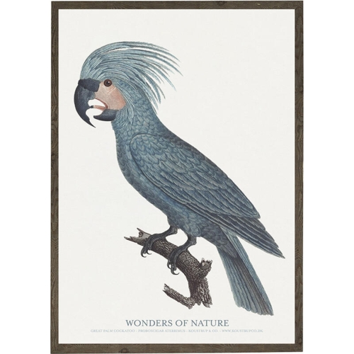 Great palm cockatoo - KUNSTPRINT - VÆLG STØRRELSE
