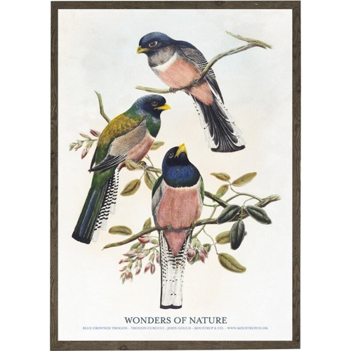 Blue crowned trogon, curucui - KUNSTPRINT - VÆLG STØRRELSE