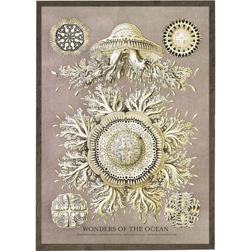 Discomedusae - KUNSTPRINT - VÆLG STØRRELSE