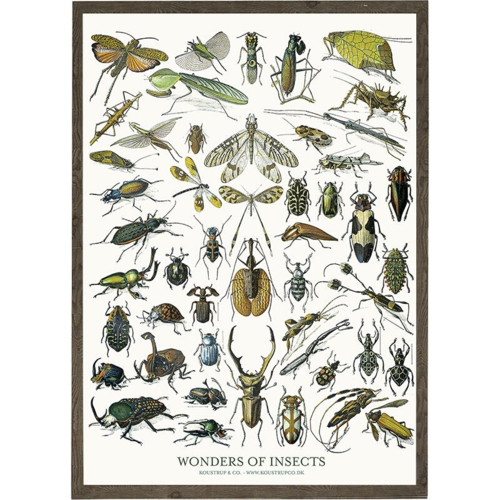 Insects - KUNSTPRINT - VÆLG STØRRELSE