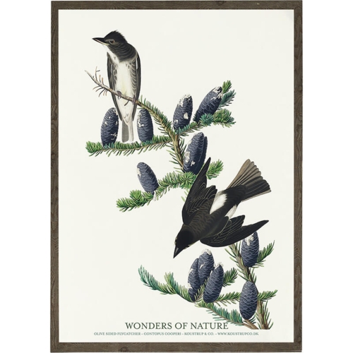 Olive sided flycatcher, contopus cooperi - KUNSTPRINT - VÆLG STØRRELSE