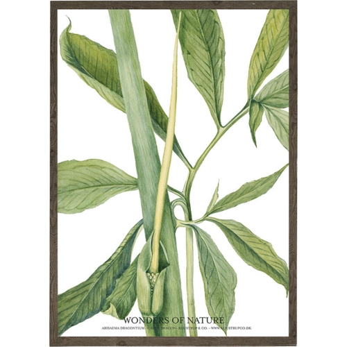 Arisaema dracontium - KUNSTPRINT - VÆLG STØRRELSE