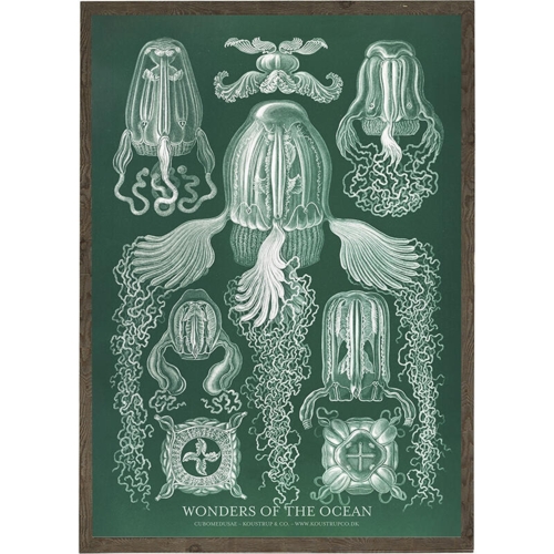 Cubomedusae - KUNSTPRINT - VÆLG STØRRELSE