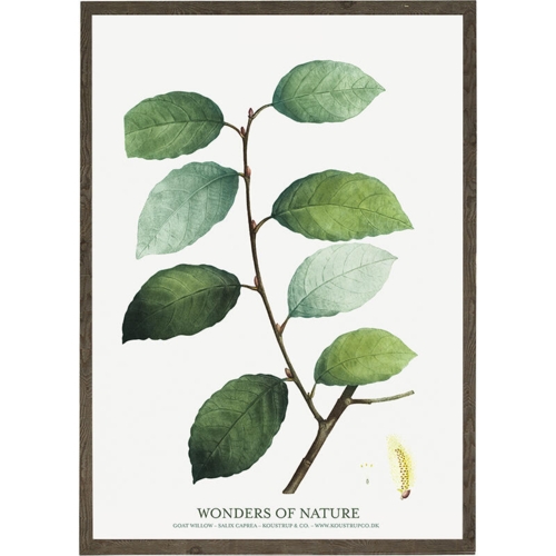 Goat willow - KUNSTPRINT - VÆLG STØRRELSE