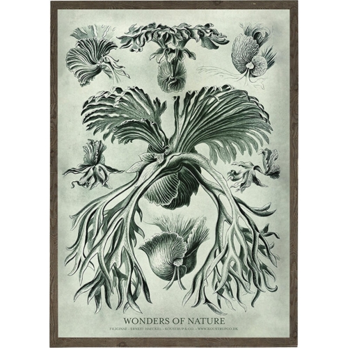 Filicinae - KUNSTPRINT - VÆLG STØRRELSE