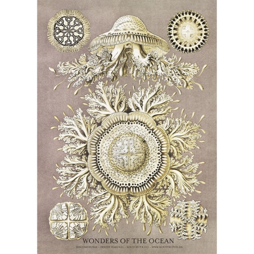 Discomedusae - A5 enkeltkort