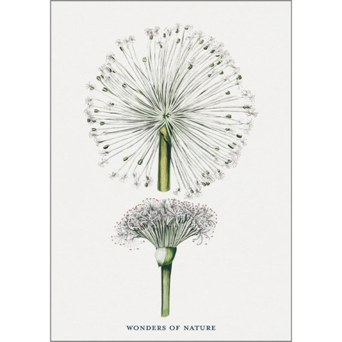 Taraxacum - A5 enkeltkort