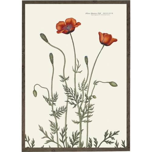 Køllevalmue - KUNSTPRINT - VÆLG STØRRELSE