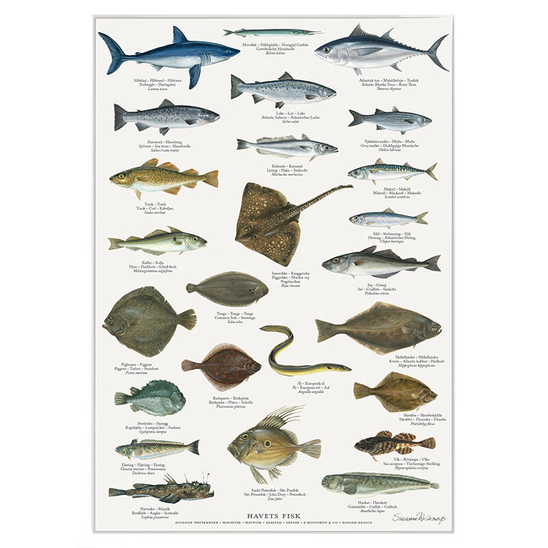 LES POISSONS DE LA MER - Affiche A2