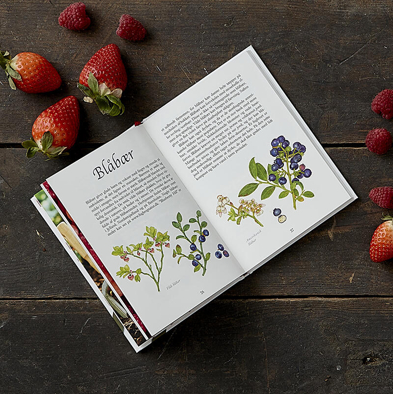 BAYAS - Superalimento saludable