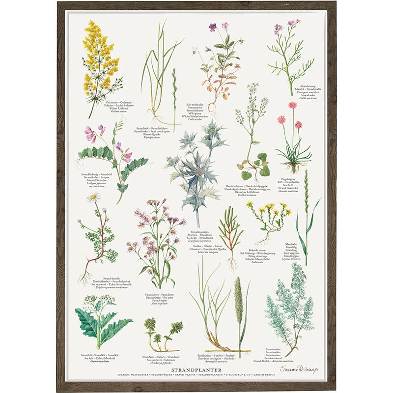 planter på stranden, strandplanter, strandkål, strandsennep