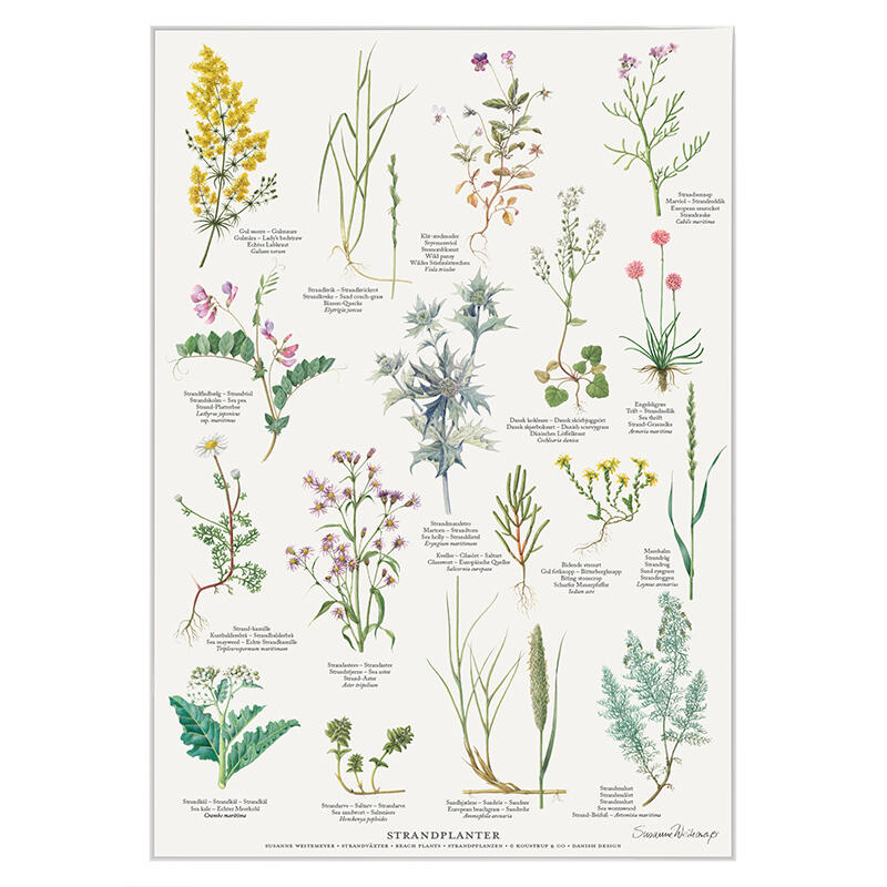 STRANDVÄXTER - Poster A2