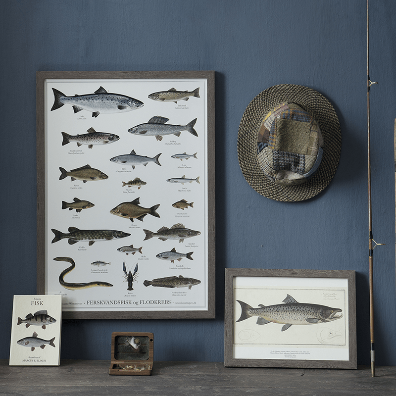 PECES DE AGUA DULCE - Póster A2