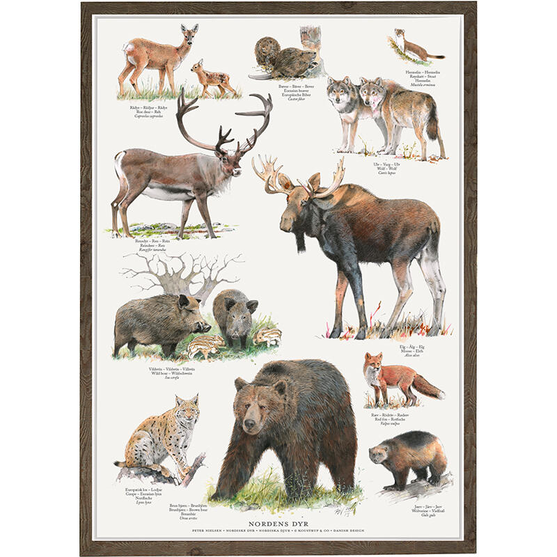 TRYK A4 - Nordic animals (Nordens dyr)