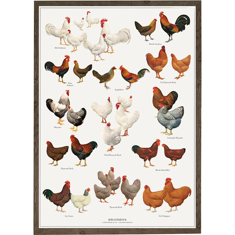 DRUCK A4 - Ökohühner