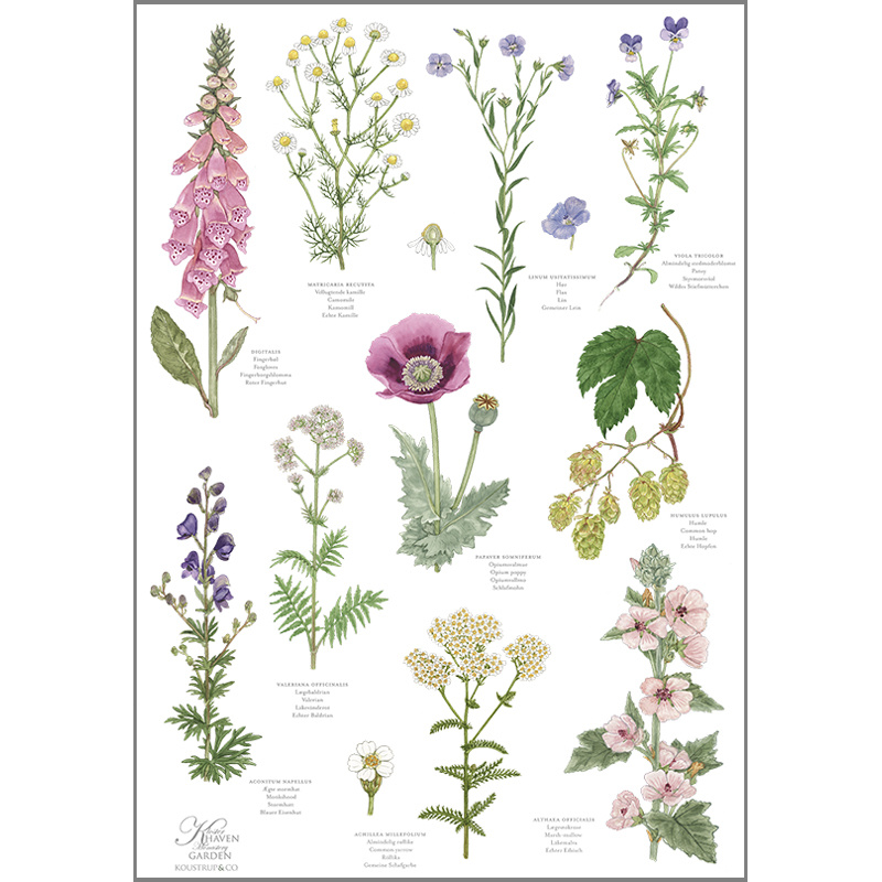 TORCHON BIOLOGIQUE - Klosterhaven