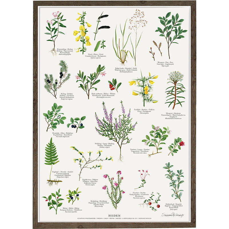 hedens planter, planter på heden