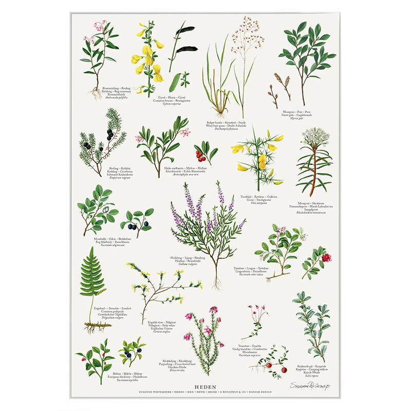 HEDEN - Póster A2 -