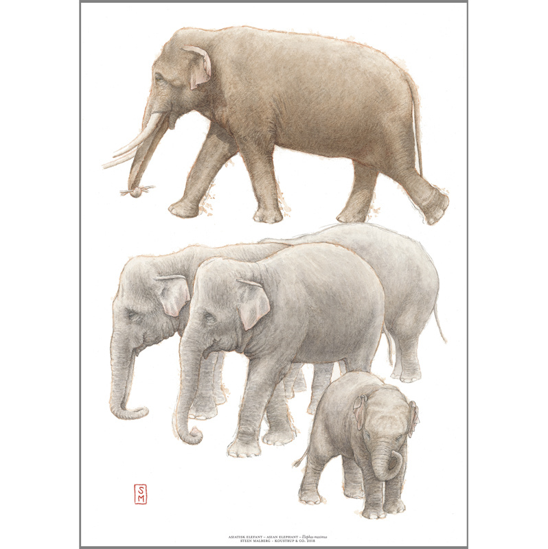 KUNSTDRUCK A3 - ZOO Elefant