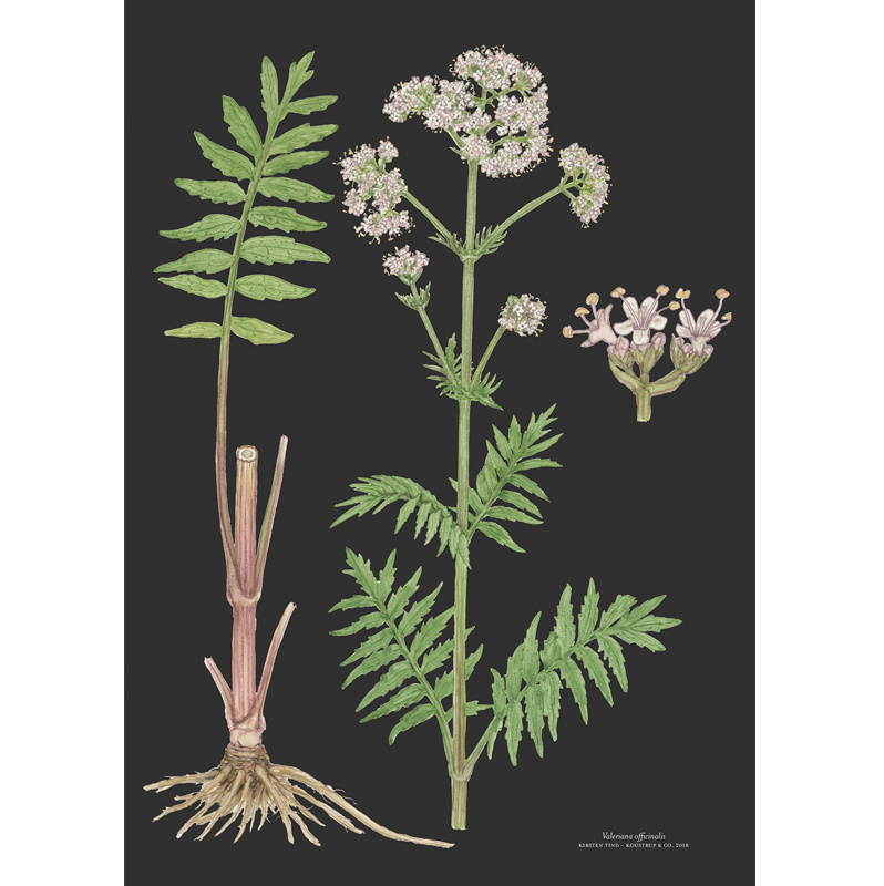 LÁMINA ARTÍSTICA A3 - Baldrian