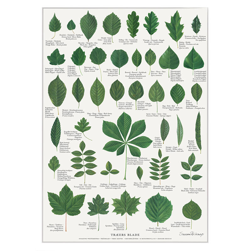 TREE LEAVES - Poster A2