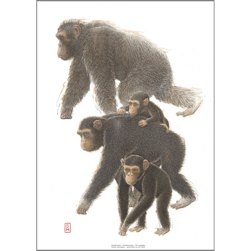 PRINT A4 - ZOO Chimpanzee