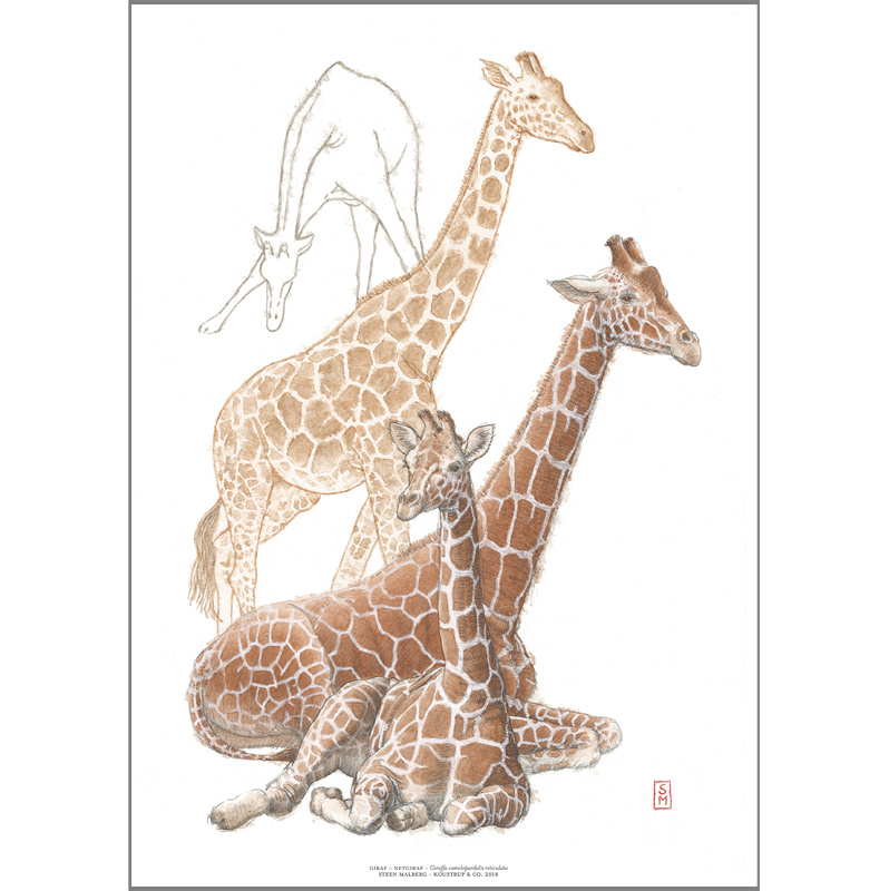 PRINT A4 - ZOO Giraffe