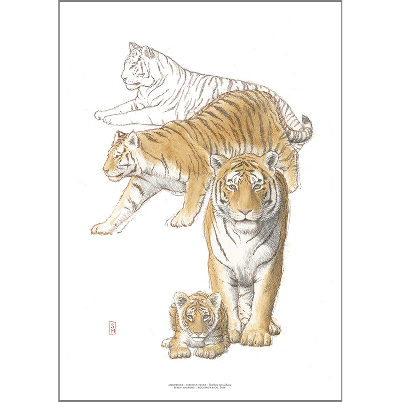 PRINT A4 - ZOO Tiger
