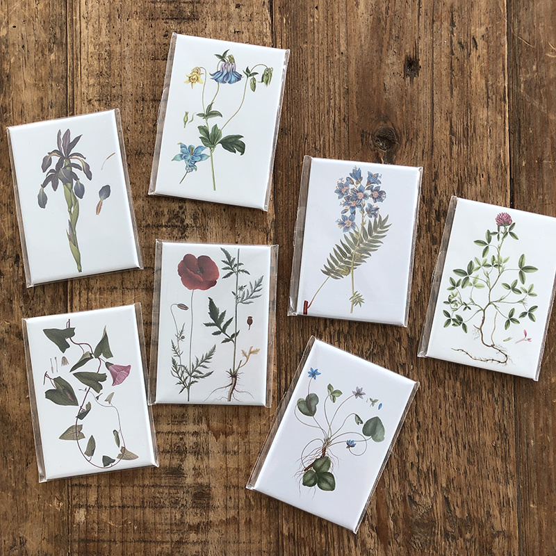 IMANES - De la obra FLORA DANICA - 8x5,5 cm