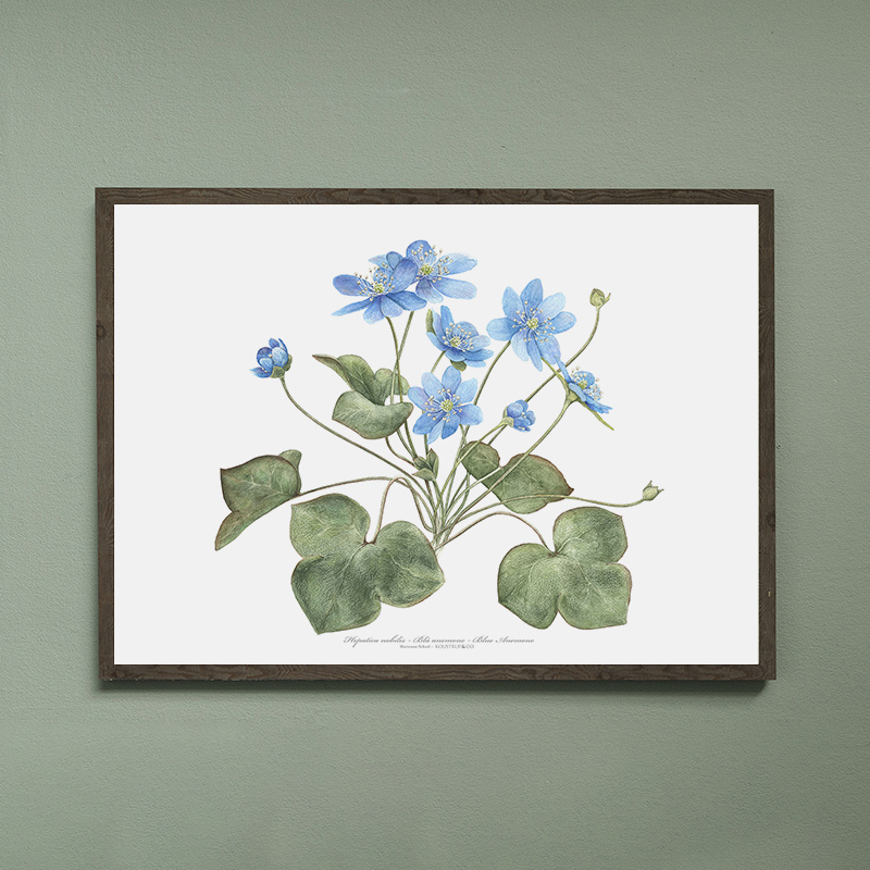 Blaue Anemone - KUNSTPRINT - GRÖSSE WÄHLEN
