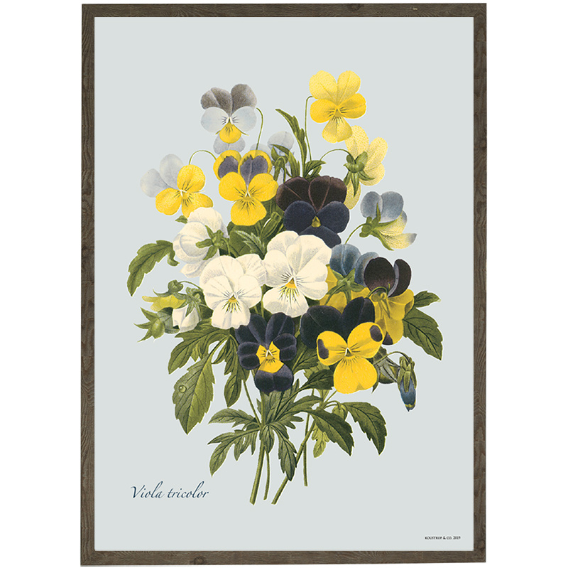 Orvokki - TAIDEPRINTTI - VALITSE KOKO