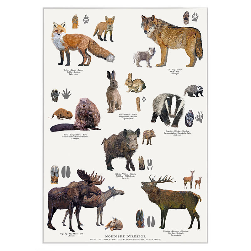 STAMPA A4 - Impronte degli animali nordici