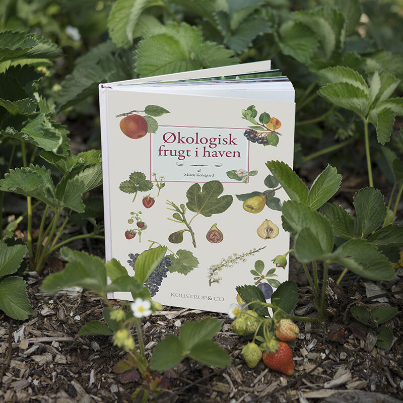 EKOLOGISK FRUKT I TRÄDGÅRDEN