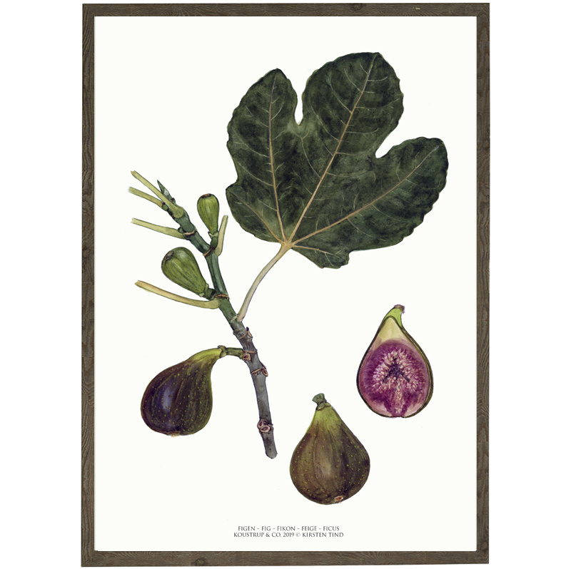 Viikuna - TAIDEPRINTTI - VALITSE KOKO