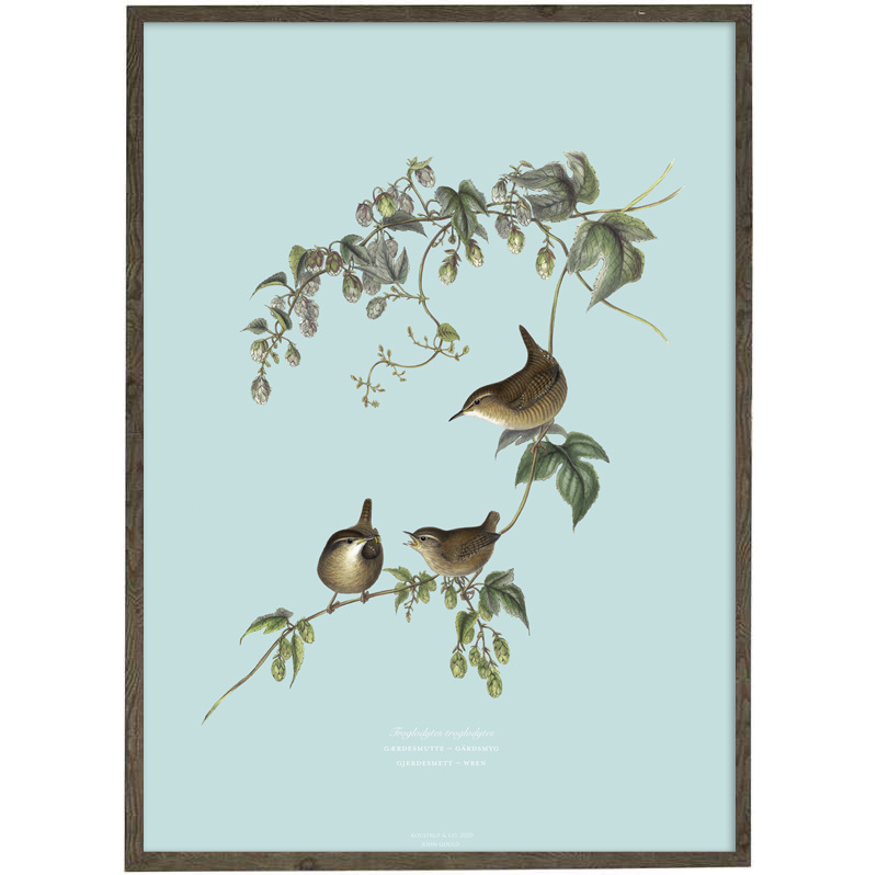 Wren (light blue) - ART PRINT - CHOOSE SIZE