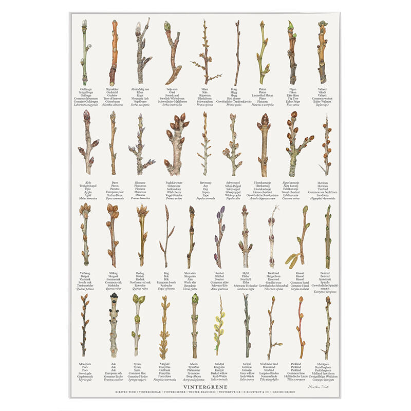 RAMAS DE INVIERNO - Póster A2