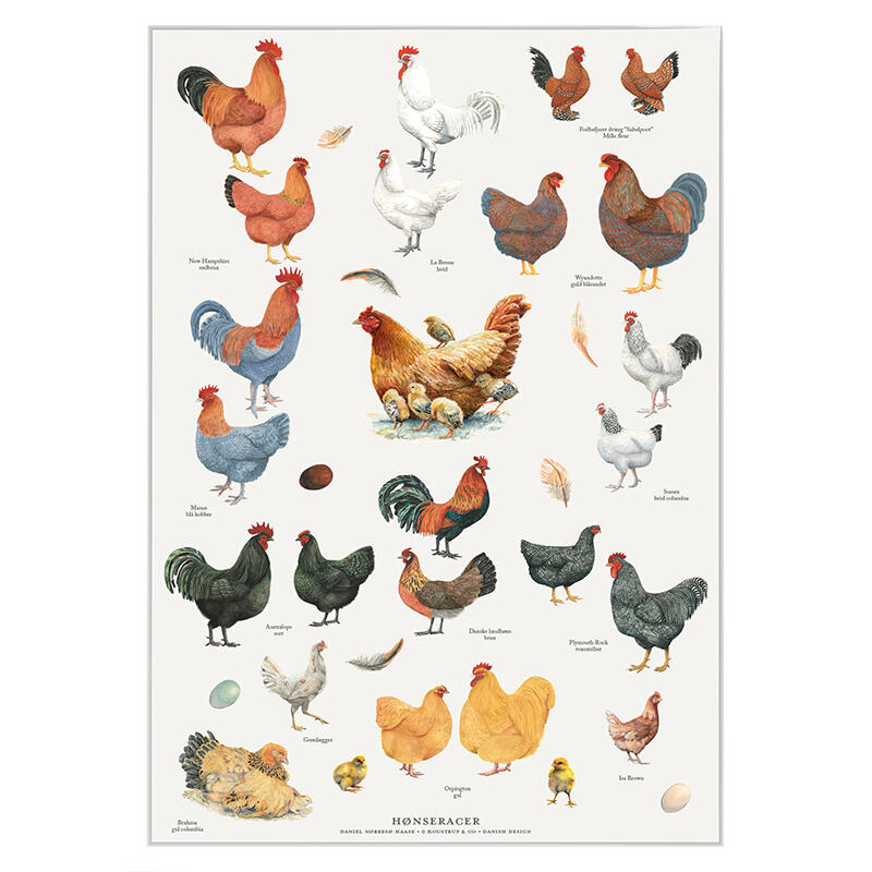 RAZAS DE GALLINAS - Póster A2