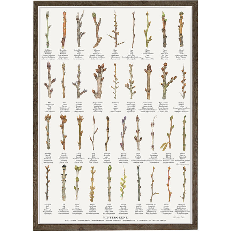 STAMPA A4 - Rami invernali