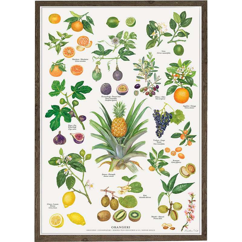 plakat med orangeri planter